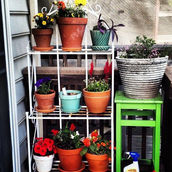 This is when a plant rack doubles as a little scenery diffuser. Our neighbors are very close and very cluttered. You know how I feel about clutter. By putting this many post (nine on the shelves, one on the stand and one on the ground), I've diffused that view from our back door. Thank goodness. 